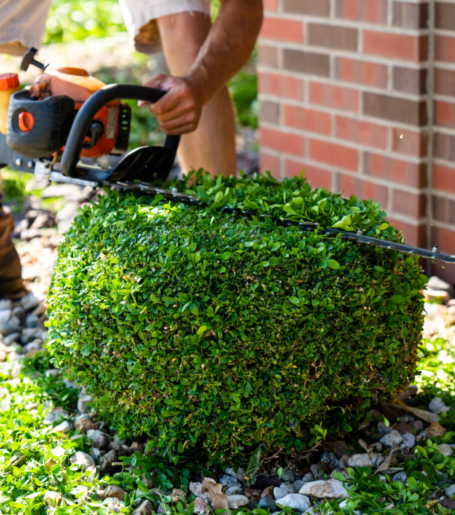 shrub-trimming-odr