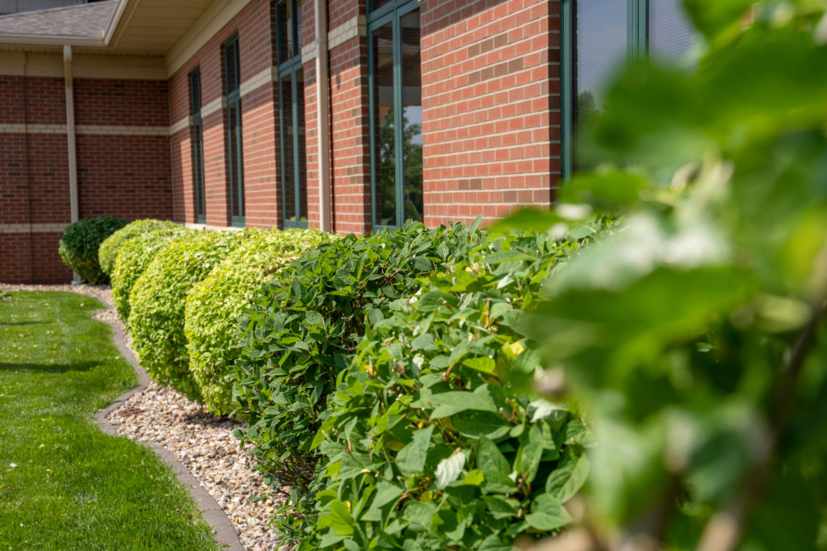 trimmed-shrubs-commercial